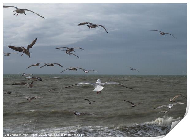 Gulls in Motion Print by Mark Ward