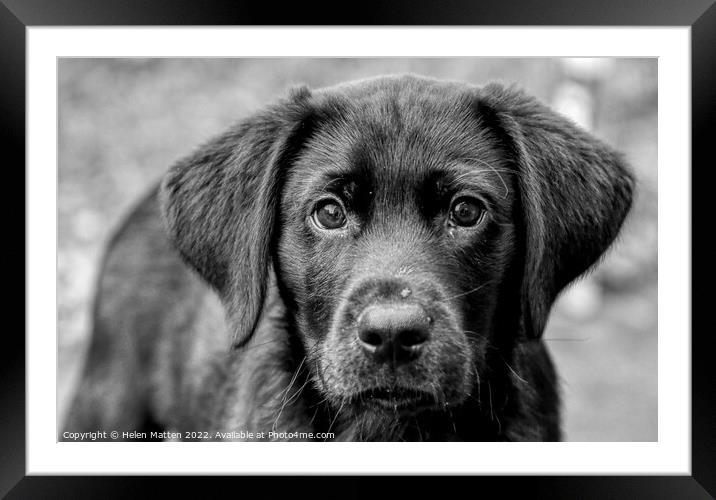 Loving Eyes Black Labrador pup Framed Mounted Print by Helkoryo Photography