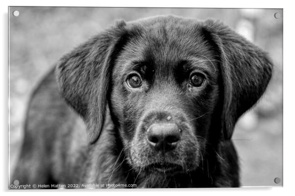 Loving Eyes Black Labrador pup Acrylic by Helkoryo Photography