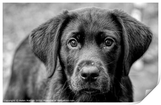 Loving Eyes Black Labrador pup Print by Helkoryo Photography