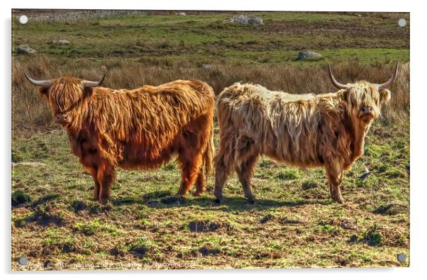 Highland Cattle Cow Coo Scottish Highlands Acrylic by OBT imaging