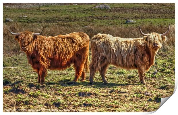 Highland Cattle Cow Coo Scottish Highlands Print by OBT imaging