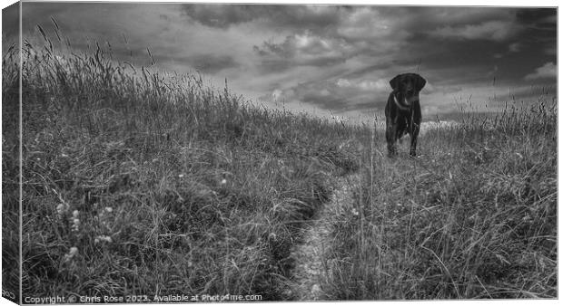 Black lab waits with a ball Canvas Print by Chris Rose