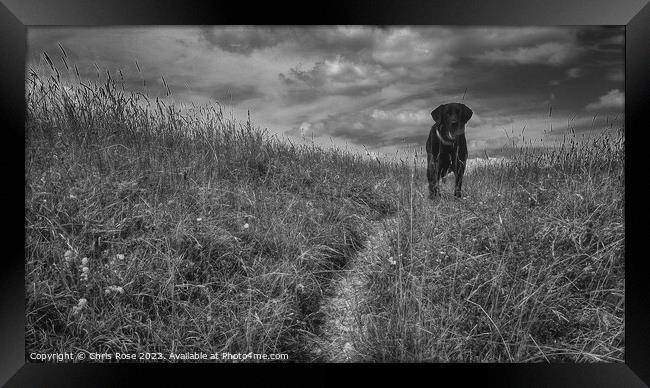 Black lab waits with a ball Framed Print by Chris Rose