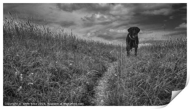 Black lab waits with a ball Print by Chris Rose
