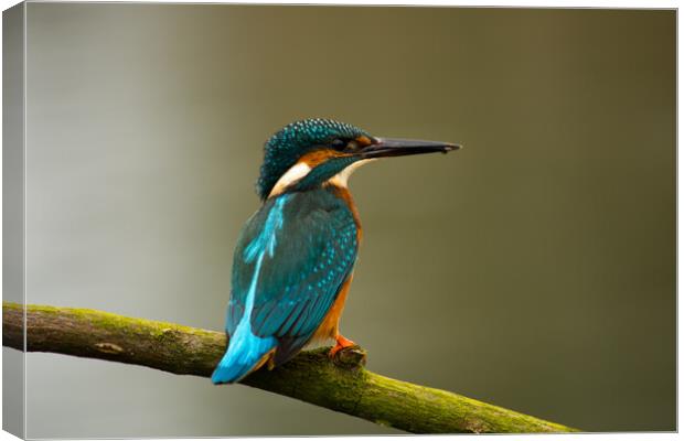 Kingfisher on branch Canvas Print by Elzbieta Sosnowski