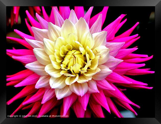 Dahlia flower head Framed Print by john hill