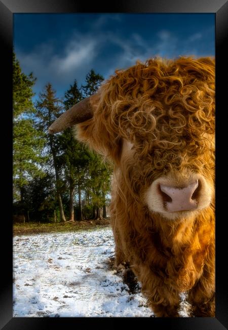 Highland Cow with a Cheeky Look Framed Print by Duncan Loraine