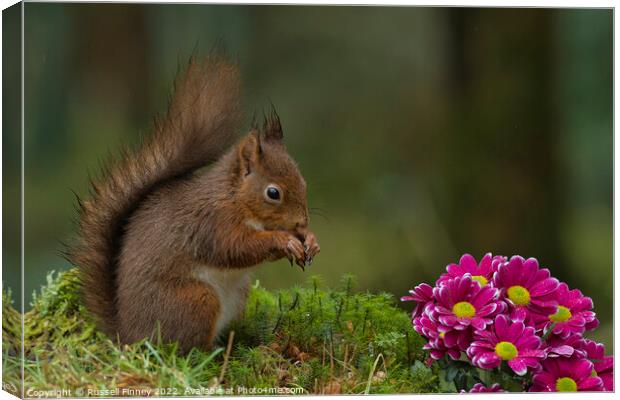 Red Squirrel in flowers Canvas Print by Russell Finney