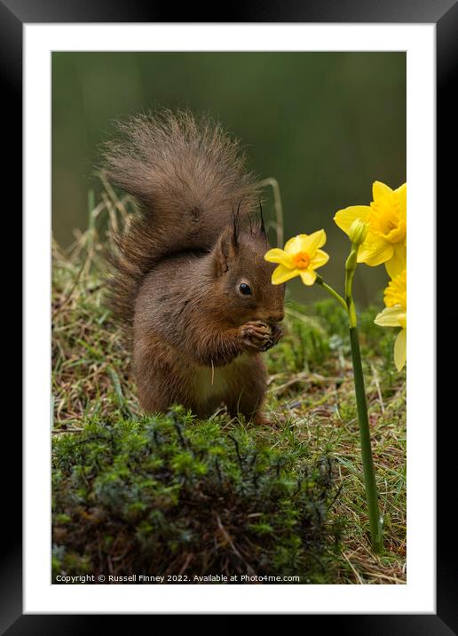 Red Squirrel in flowers Framed Mounted Print by Russell Finney
