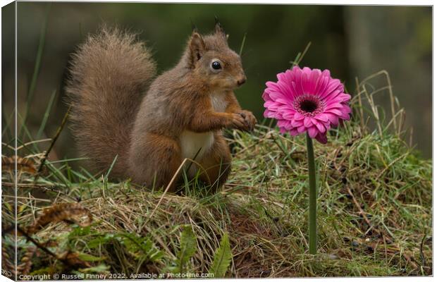 Red Squirrel in flowers Canvas Print by Russell Finney