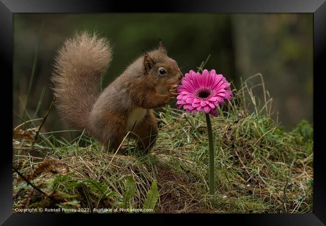 Red Squirrel in flowers Framed Print by Russell Finney