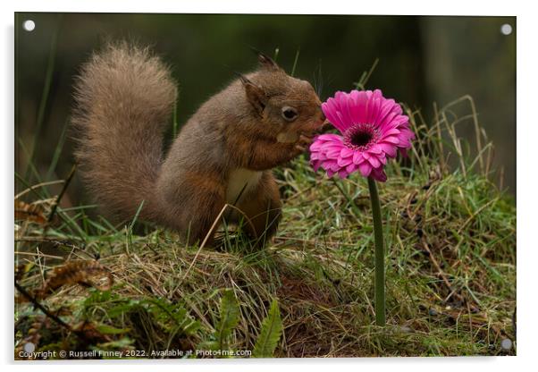 Red Squirrel in flowers Acrylic by Russell Finney
