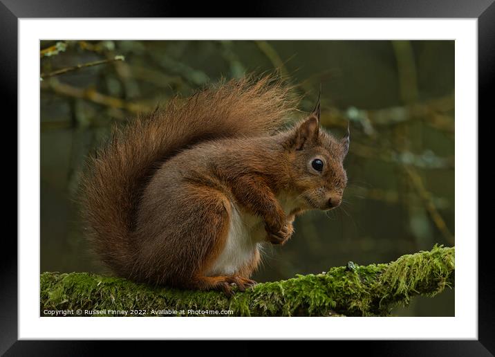 A red squirrel on a branch Framed Mounted Print by Russell Finney