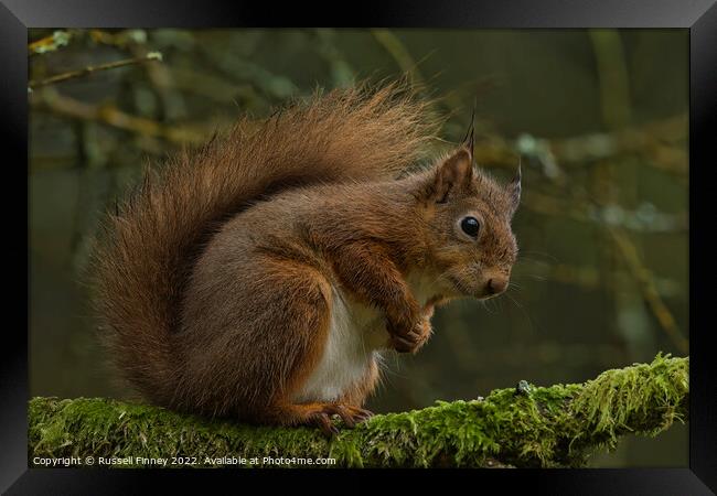 A red squirrel on a branch Framed Print by Russell Finney