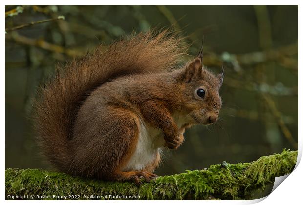 A red squirrel on a branch Print by Russell Finney
