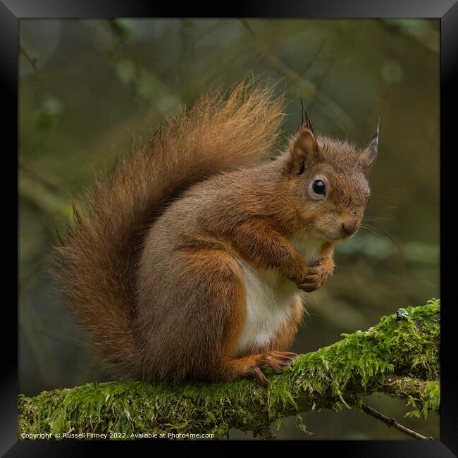 Red Squirrel in woodland Framed Print by Russell Finney