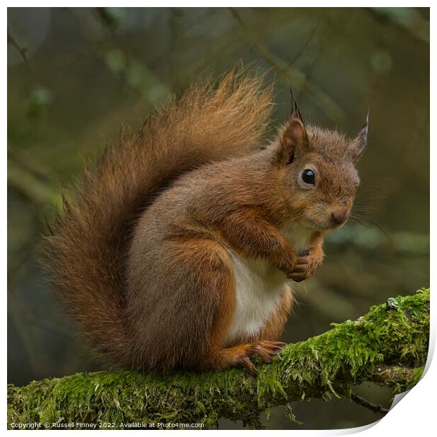 Red Squirrel in woodland Print by Russell Finney