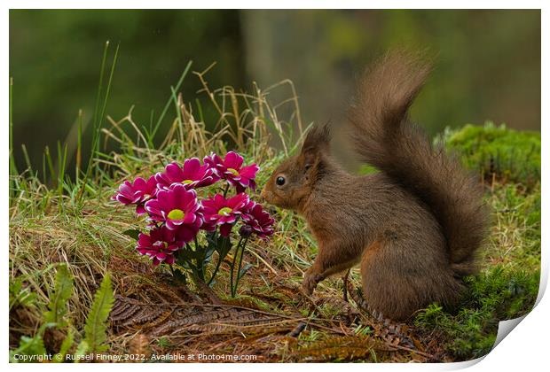 Red Squirrel in flowers Print by Russell Finney