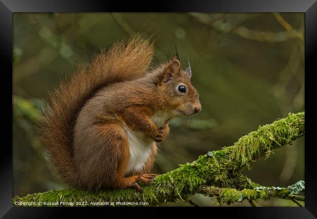 A close up of a red squirrel on a branch Framed Print by Russell Finney