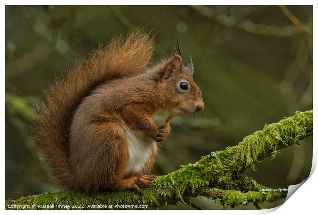 A close up of a red squirrel on a branch Print by Russell Finney