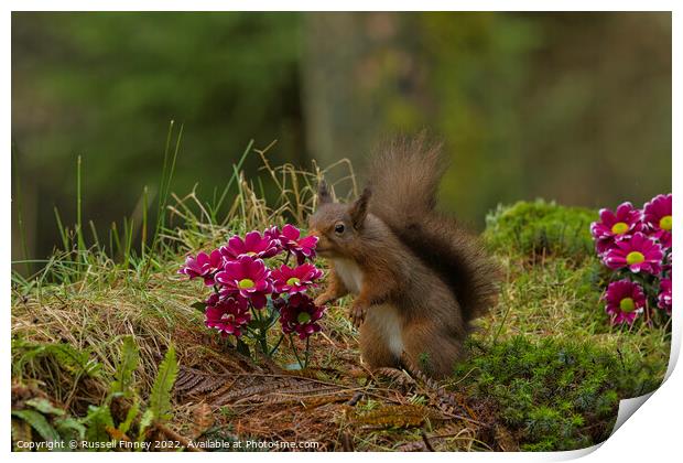 Red Squirrel in flowers Print by Russell Finney
