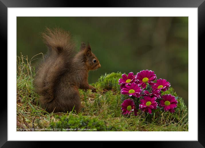 Red Squirrel in flowers Framed Mounted Print by Russell Finney