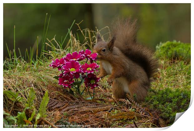 Red Squirrel in flowers Print by Russell Finney