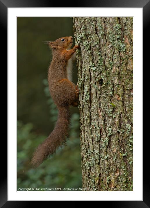 Red Squirrel in woodland Framed Mounted Print by Russell Finney
