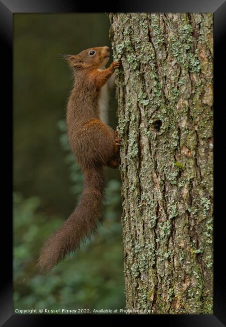 Red Squirrel in woodland Framed Print by Russell Finney