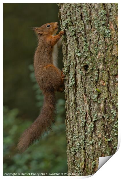 Red Squirrel in woodland Print by Russell Finney