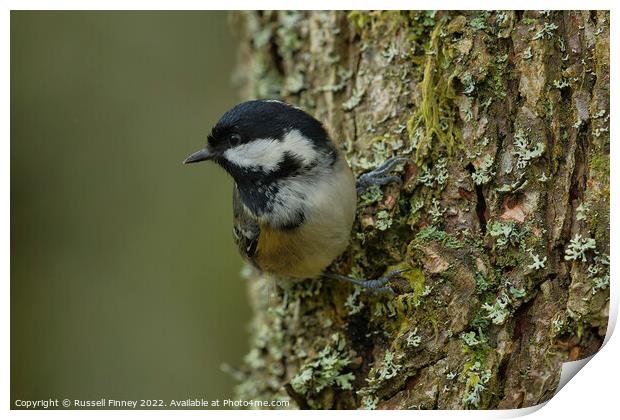 Coal tit, woodland bird Print by Russell Finney