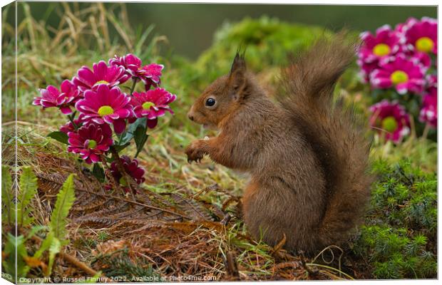 Red Squirrel near flowers in woodland Canvas Print by Russell Finney