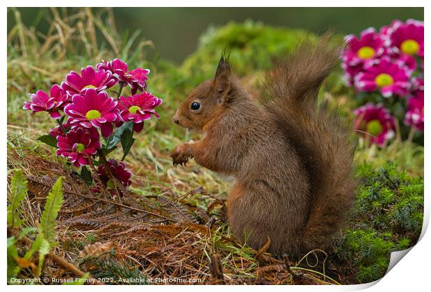Red Squirrel near flowers in woodland Print by Russell Finney
