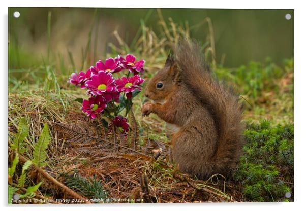 Red Squirrel near flowers in woodland Acrylic by Russell Finney