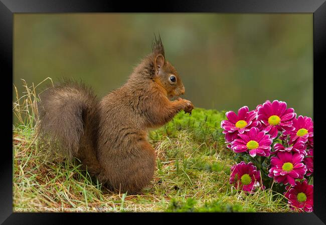 Red Squirrel near flowers in woodland Framed Print by Russell Finney