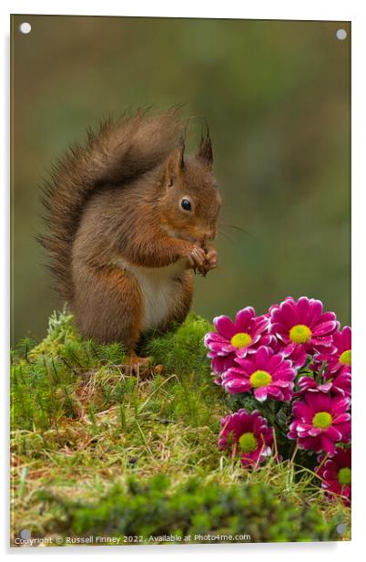 Red Squirrel near flowers in woodland Acrylic by Russell Finney
