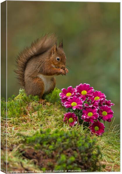 Red Squirrel near flowers in woodland Canvas Print by Russell Finney