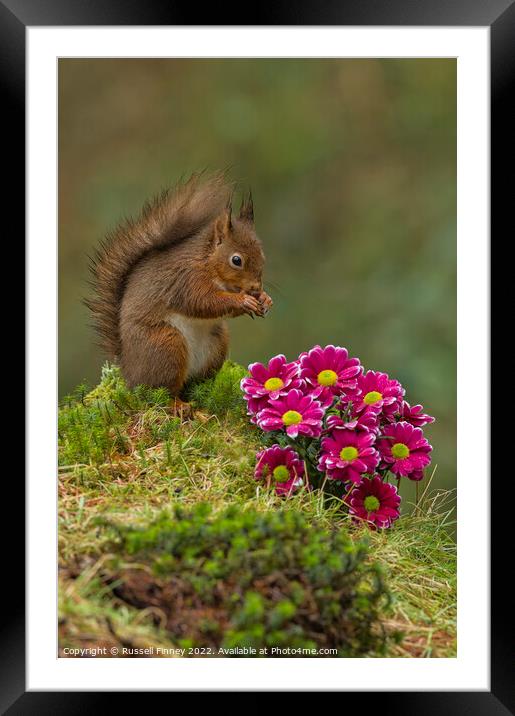 Red Squirrel near flowers in woodland Framed Mounted Print by Russell Finney