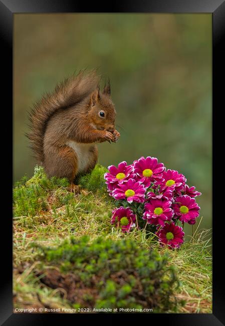 Red Squirrel near flowers in woodland Framed Print by Russell Finney