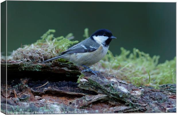 Coal tit in woodland Canvas Print by Russell Finney
