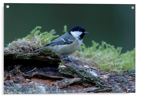 Coal tit in woodland Acrylic by Russell Finney
