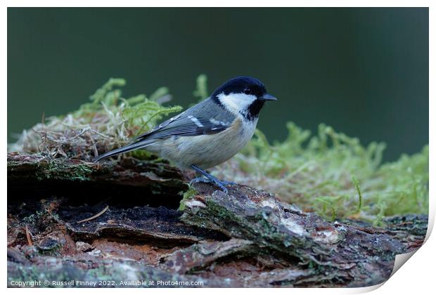 Coal tit in woodland Print by Russell Finney