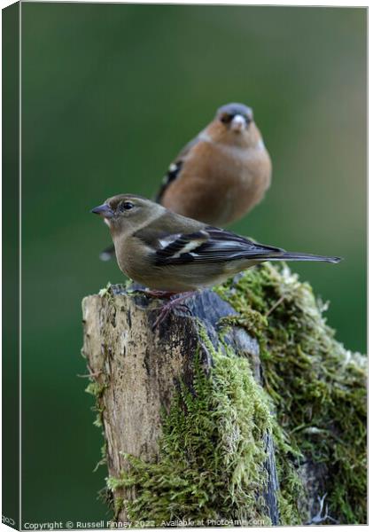 Chaffinch in woodland Canvas Print by Russell Finney