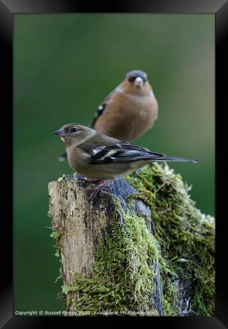 Chaffinch in woodland Framed Print by Russell Finney