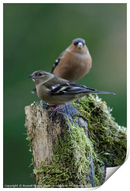 Chaffinch in woodland Print by Russell Finney