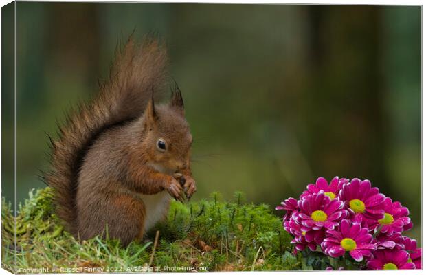 Red Squirrel in woodland with flowers Canvas Print by Russell Finney