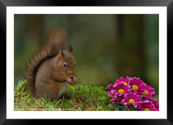Red Squirrel in woodland with flowers Framed Mounted Print by Russell Finney