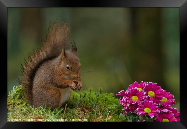 Red Squirrel in woodland with flowers Framed Print by Russell Finney