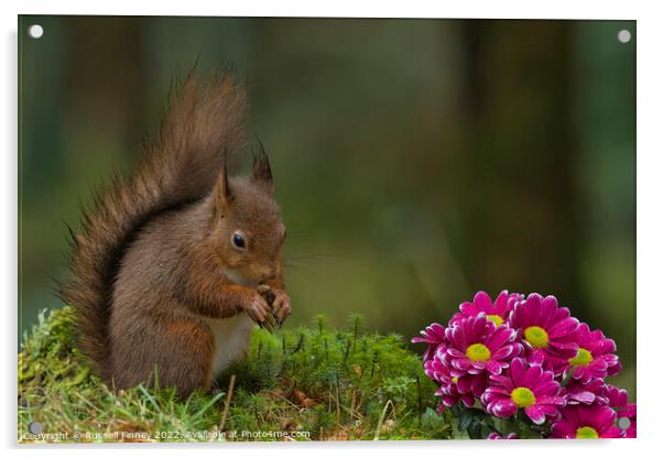 Red Squirrel in woodland with flowers Acrylic by Russell Finney